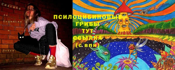 индика Богданович